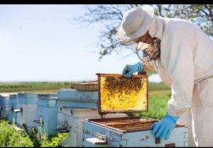آیا فناوری گرده افشانی محصول می تواند زنبور را از دست خود نجات دهد؟
