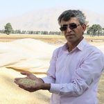 اولین ارقام یولاف زراعی در فهرست ملی ارقام گیاهی ایران درج شد