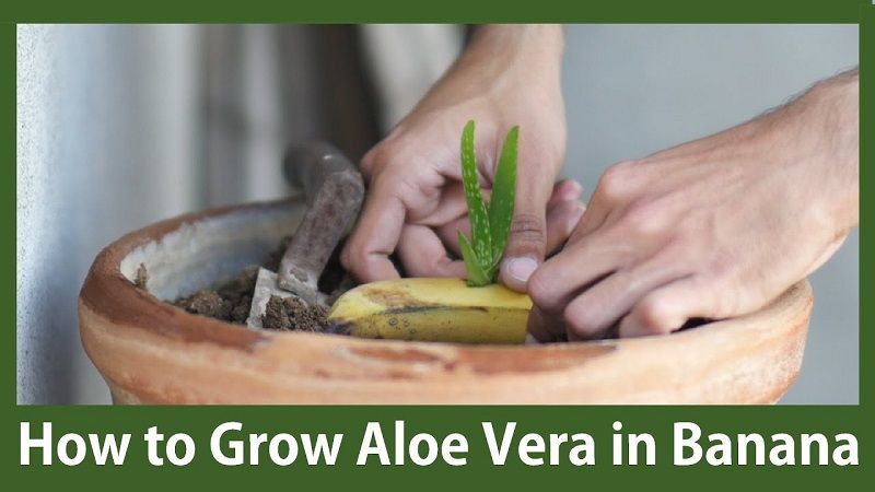 پرورش گیاه آلوئه ورا، کاشتن و ریشه دادن سریع آن در موز !