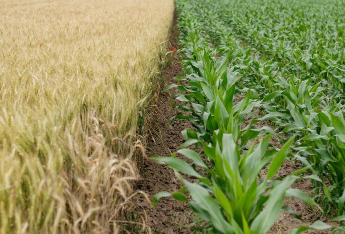 انقلاب کشاورزی، کشاورزان را تشویق می کند تا انتشار کربن را کاهش دهند