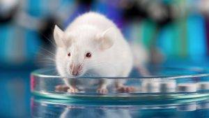 تعیین دقیق جنسیت موش با دستکاری ژنتیکی