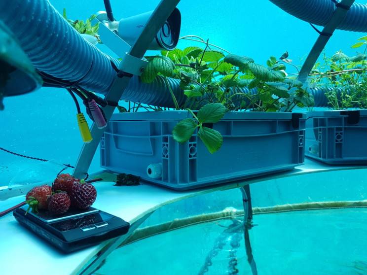 اولین گلخانه زیر آب جهان با تنوع بیش از 100 نوع میوه و سبزی