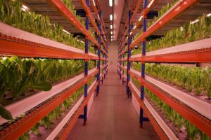 بزرگ‌ترین مزرعه عمودی جهان در دبی افتتاح شد-تولید روزانه 3 تن سبزی