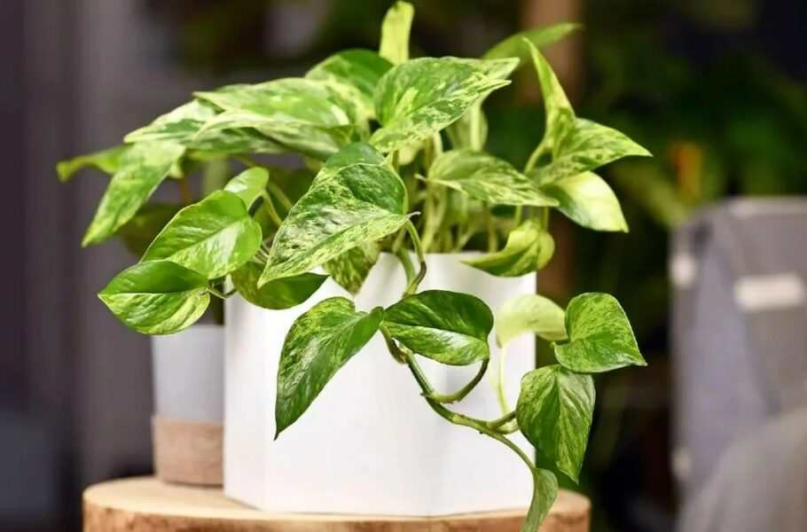 این گیاه با اصلاح ژنتیکی می‌تواند به اندازه ۳۰ گیاه، هوا را تصفیه کند