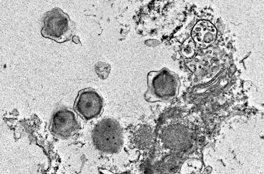 کشف عجیب: ۲۳۰ ویروس غول‌پیکر در اقیانوس که فوتوسنتز گیاهان دریایی را دستکاری می‌کنند